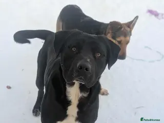 Mixed Breed dogs Oreo 🖤 - Advert 4