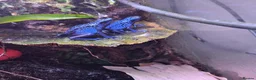 Frog reptiles for sale: Dendrobates tinctorius + full set up in Sheffield - Advert 8