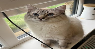 Ragdoll cats - Advert 10