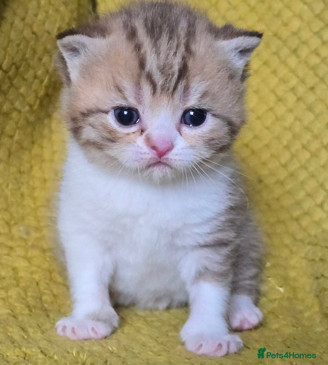 British Shorthair cats for sale: 1 BOY LEFT TICA reg BSH and BLH kittens - Advert 7