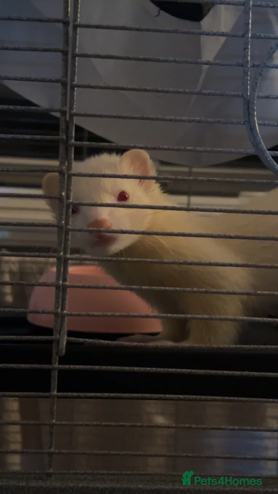 Ferret rodents for sale: 2 beautiful female ferrets  in Derby - Advert 1
