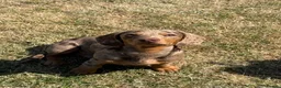 Miniature Dachshund dogs for sale: miniature Daschund Isabella dapple - Advert 7