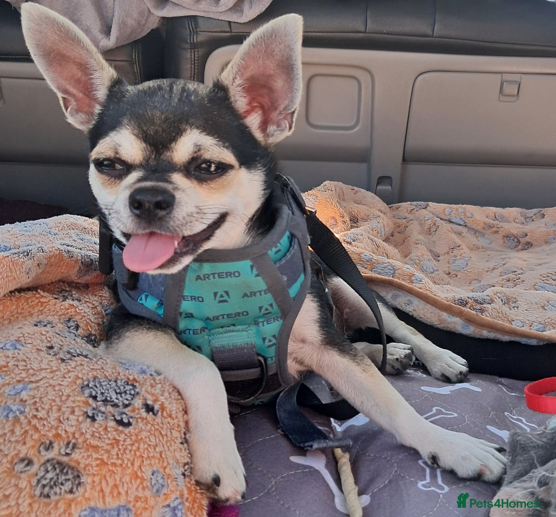 Chihuahua dogs for sale: EU pet Passport holder chihuahua male - Image 7