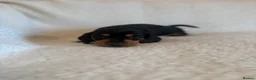 Miniature Dachshund dogs for sale: Litter of shaded red miniature Daschunds  - Advert 18