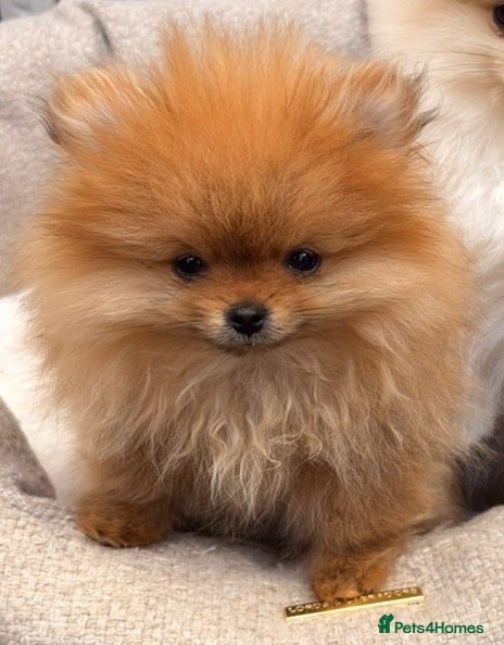Pomeranian dogs READY NOW Rare Rich Orange Tiny Teddy Bear KC Pom - Advert 1