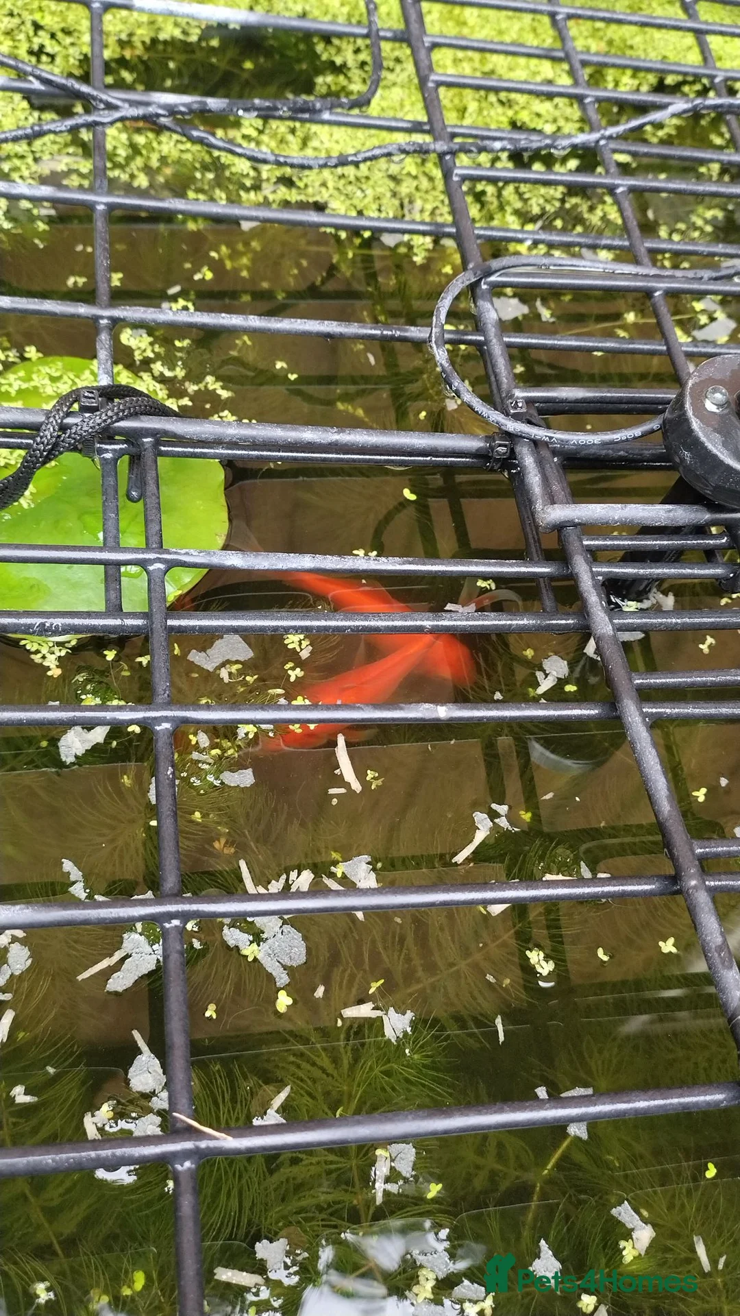Goldfish fish for sale: Goldfish x3 - Advert 2