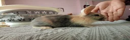 Mixed Breed rabbits for sale: RARE COLOURS - Beautiful baby rabbits  in Eastbourne - Advert 5
