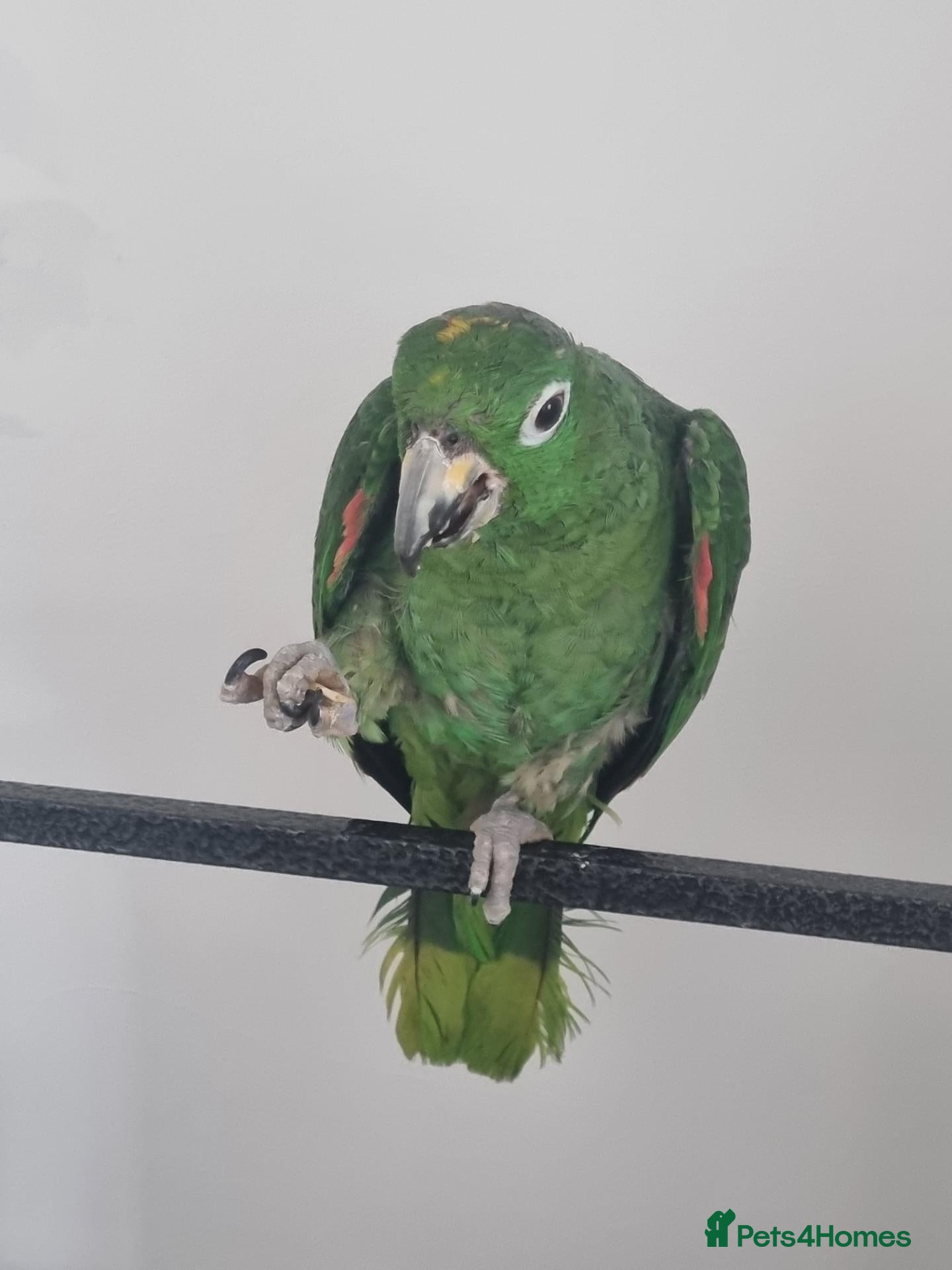 Parrots birds Yellow crowned amazon parrot - Advert 1