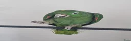 Parrots birds for sale: Yellow crowned amazon parrot in Walsall - Advert 1