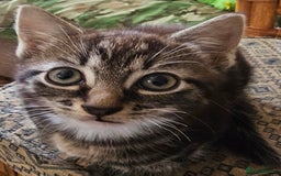 Munchkin cats for sale: Cute addorable kitten ready to leave immediately  in London - Image 22