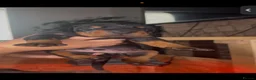 Dobermann dogs for sale: 2 beautiful Doberman males forsale  - Advert 11