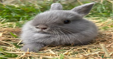 Netherland Dwarf rabbits - Advert 7