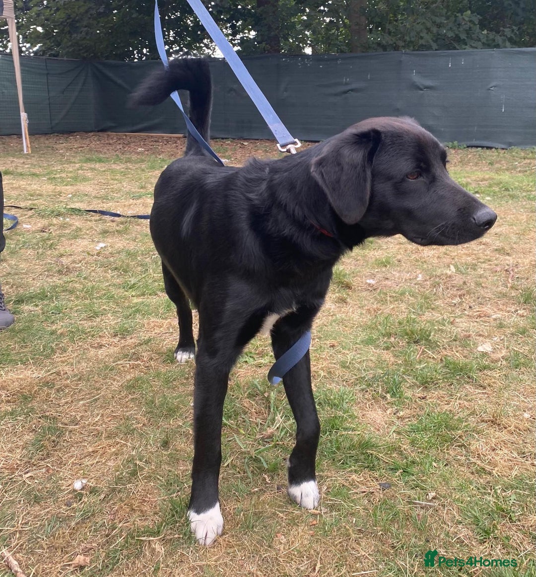 Mixed Breed dogs for adoption: A Bright Boy - looking for the Right Loving Home - Image 16