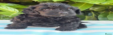 Cockapoo 1