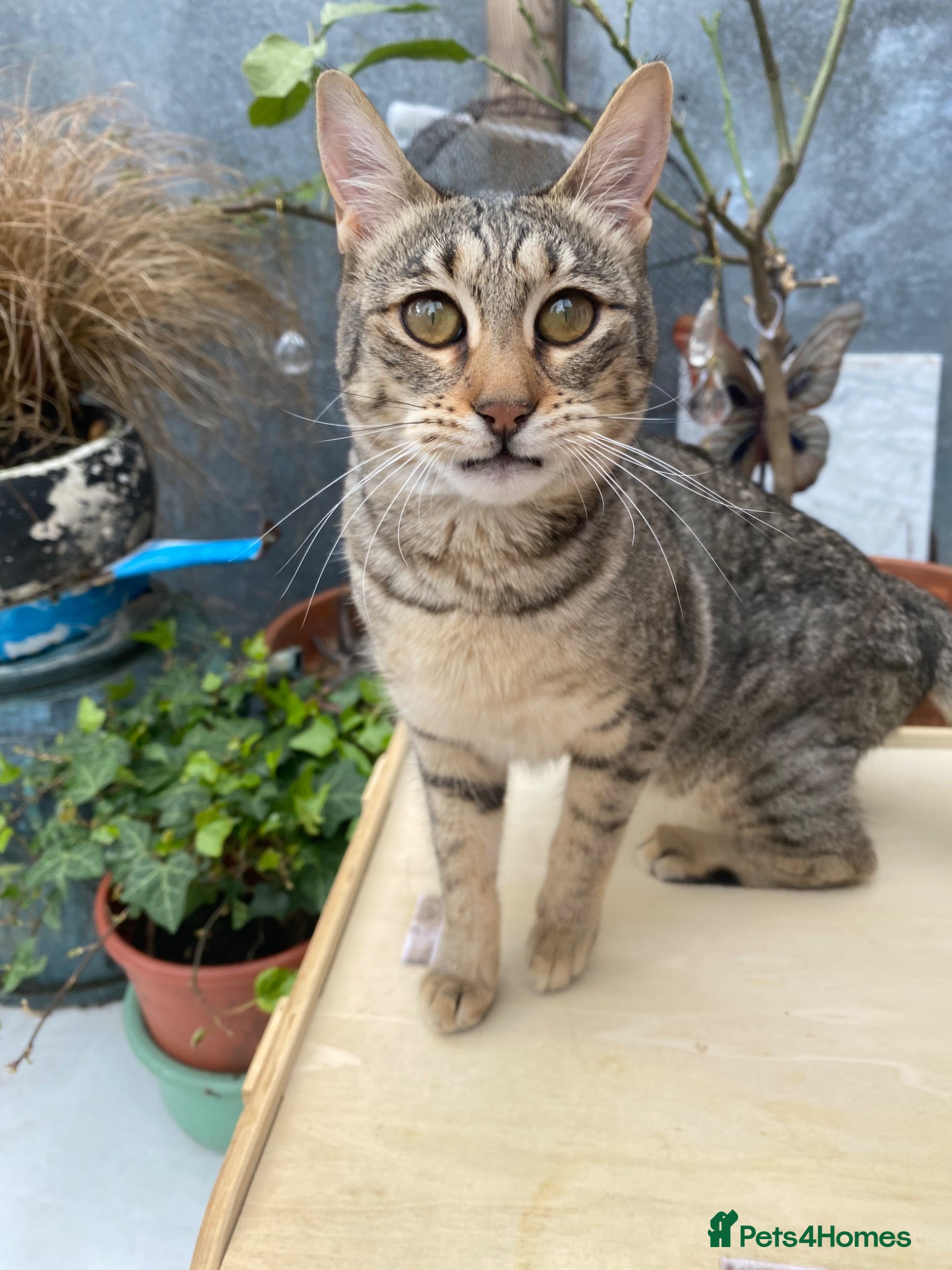 Savannah cats FULL PEDIGREE SAVANNAH girl KITTEN F5 SBT - Advert 2
