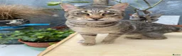 Savannah cats for sale: FULL PEDIGREE SAVANNAH girl KITTEN F5 SBT - Advert 2