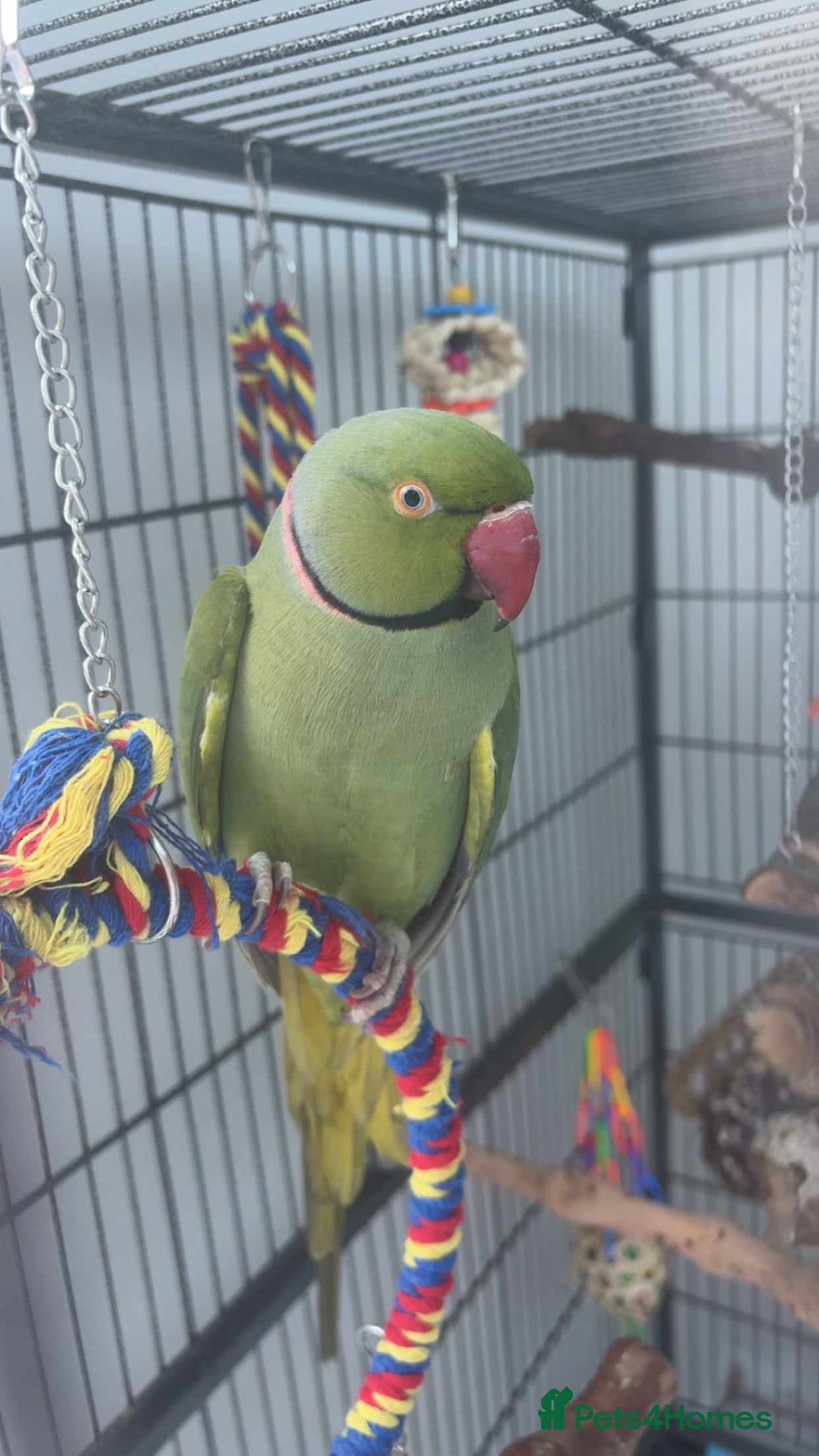 Ringnecks birds 1 year old indian ring neck  - Advert 2