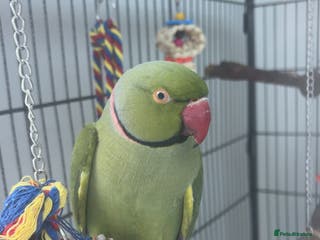 Ringnecks birds 1 year old indian ring neck - Advert 2