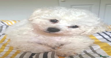 Bichon Frise dogs - Advert 9