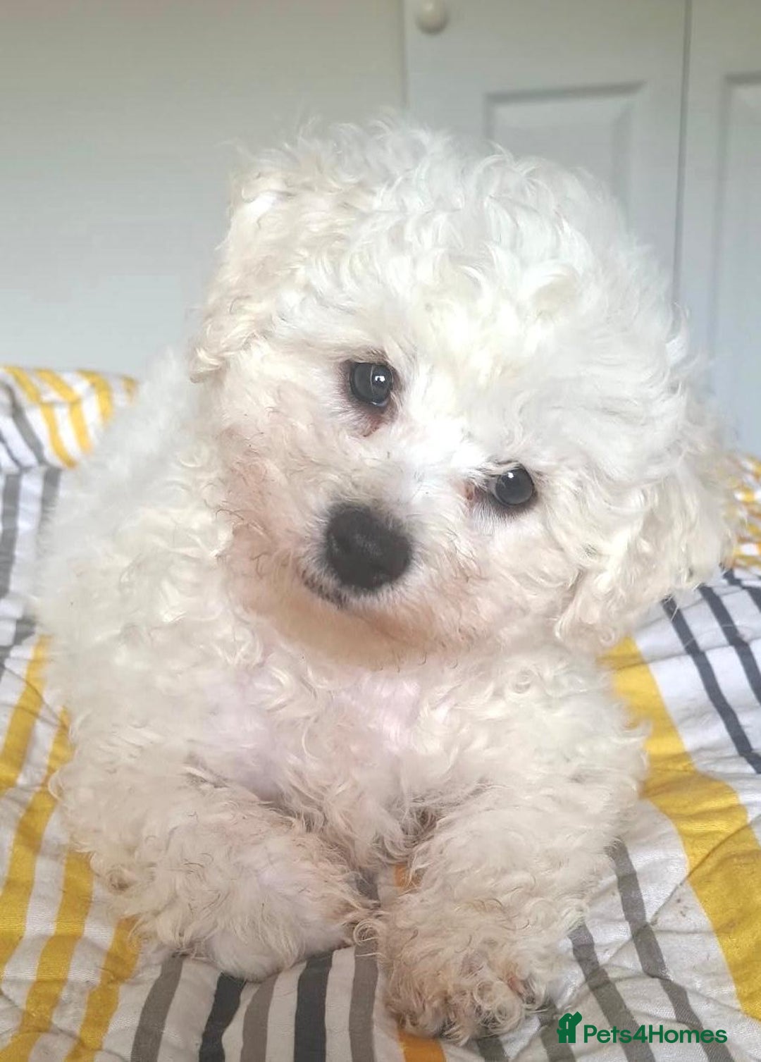 Bichon Frise dogs for sale: Beautiful KC Registered Bichon Frise Puppy - Image 3
