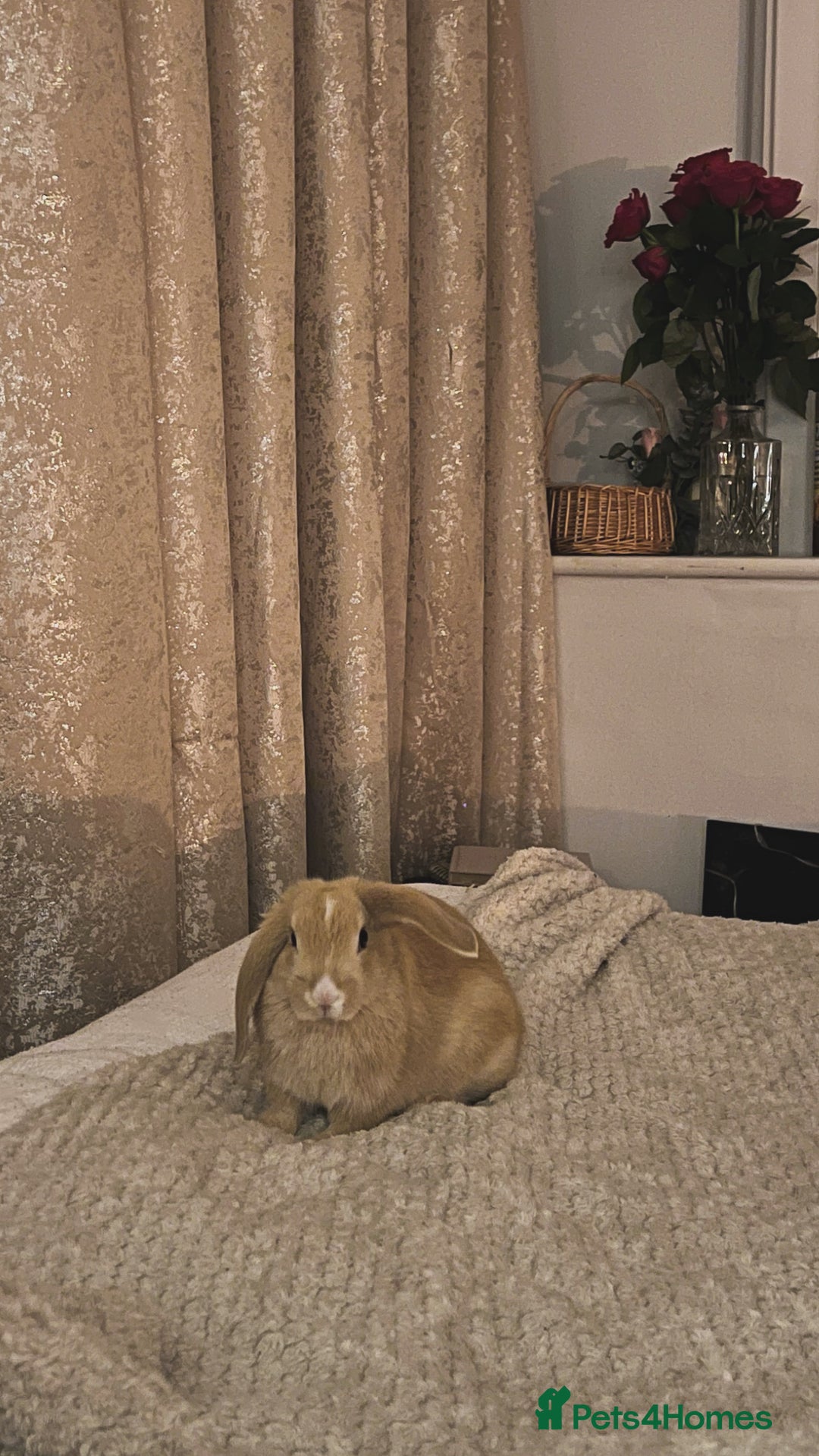 English Lop rabbits for sale: Koazy, cutest lop for sale  - Advert 5