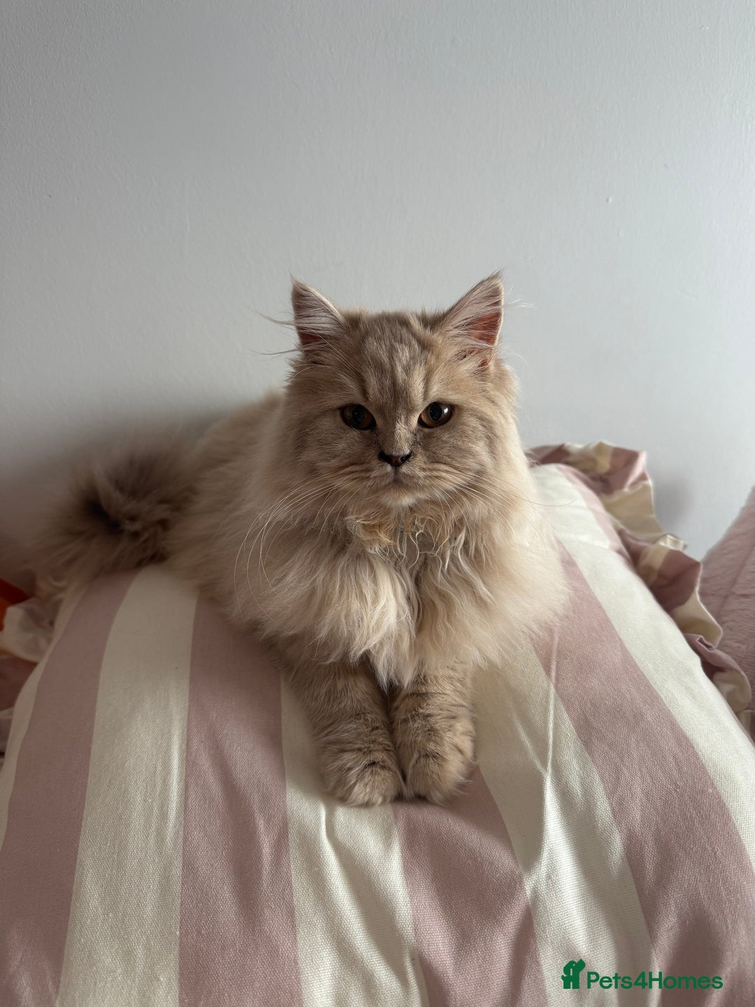 British Longhair cats for sale: Two gorgeous purebred sisters - Advert 5