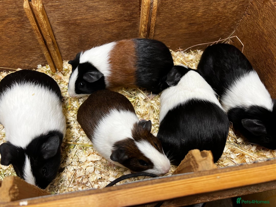 Guinea Pig rodents for sale: Bonded male/ boar guinea pigs  - Image 1