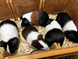 Guinea Pig rodents Bonded male/ boar guinea pigs - Advert 3