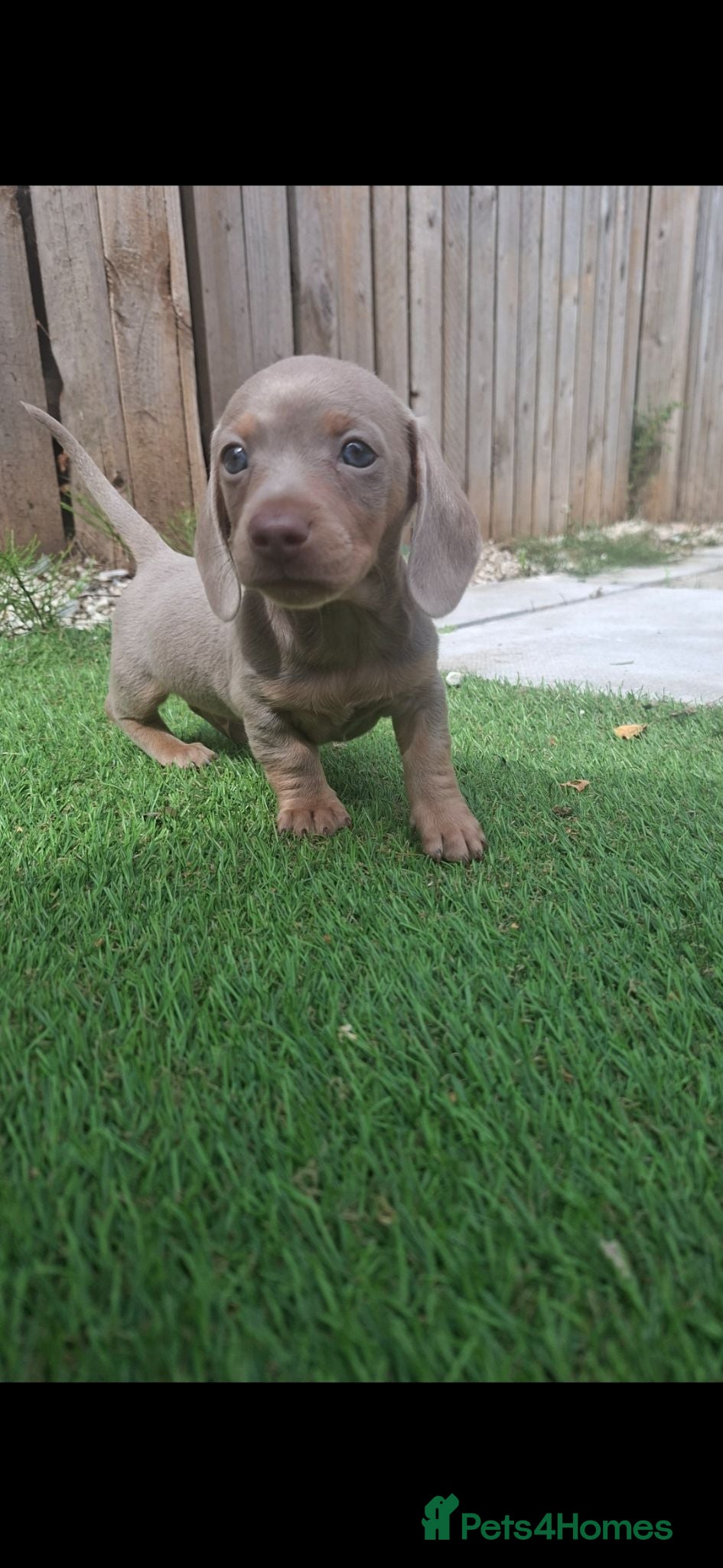 Miniature Dachshund dogs Only boy available (ready next week) - Advert 3