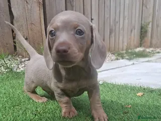 Miniature Dachshund dogs Ready now little boy mini dachshund - Advert 5