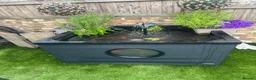 Koi Carp fish for sale: Pond & fish all included  - Advert 1