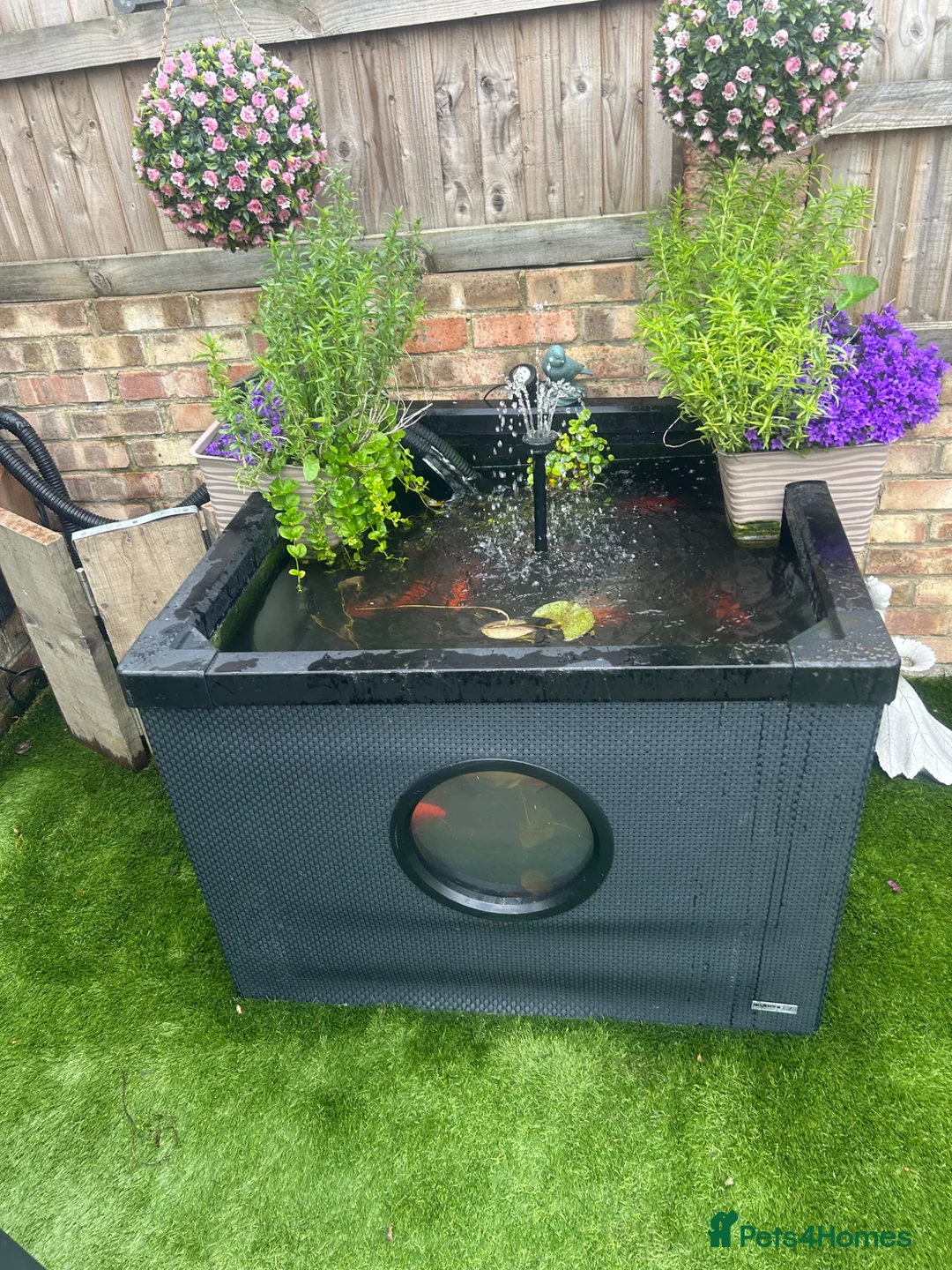 Koi Carp fish for sale: Pond & fish all included  - Advert 1