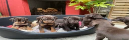 Mixed Breed dogs for sale: BEAUTIFUL LABRADOR X GWP X VIZSLA PUPPIES FOR SALE - Advert 9