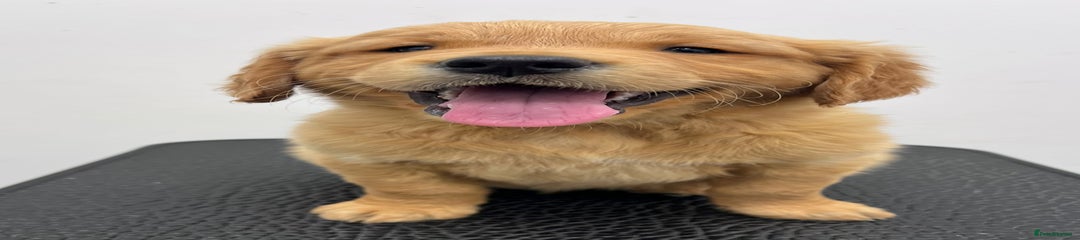 Golden Retriever Puppy 2