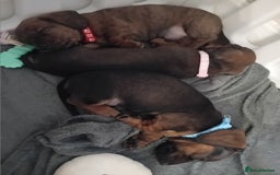 Miniature Dachshund dogs for sale: 3 gorgeous mini Dachshunds - Image 3