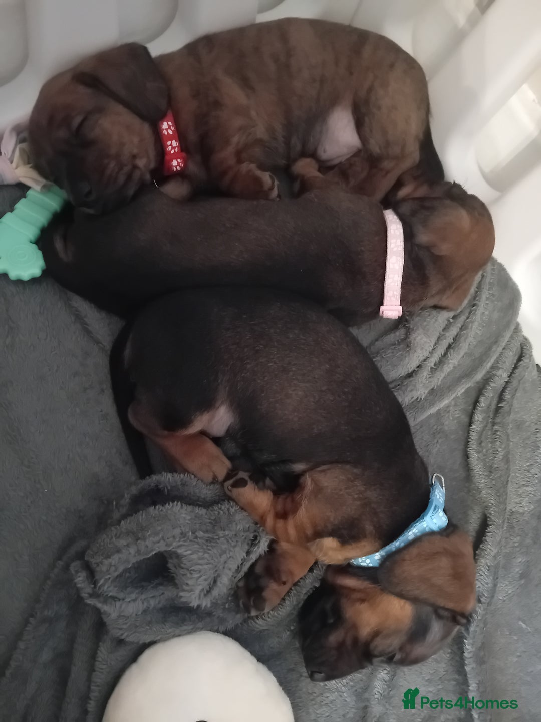 Miniature Dachshund dogs for sale: 3 gorgeous mini Dachshunds - Image 3