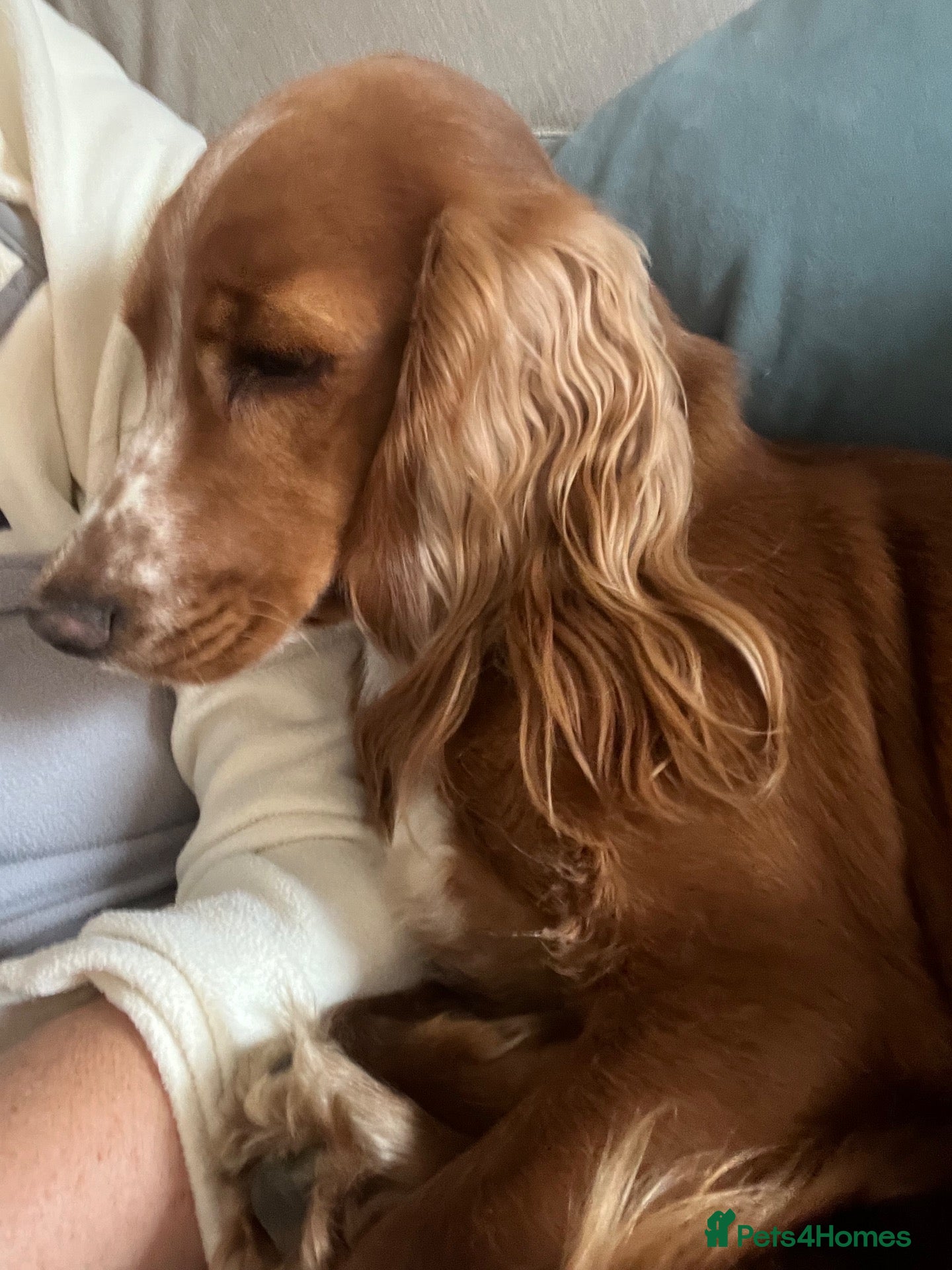 Cocker Spaniel dogs for sale: Show type cocker spaniel  - Advert 1
