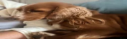 Cocker Spaniel dogs for sale: Show type cocker spaniel  - Advert 1