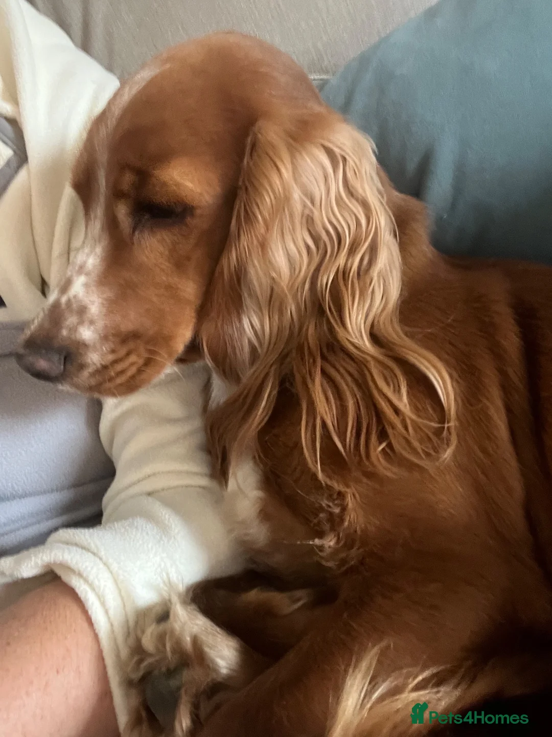 Cocker Spaniel dogs for sale: Show type cocker spaniel  - Advert 1