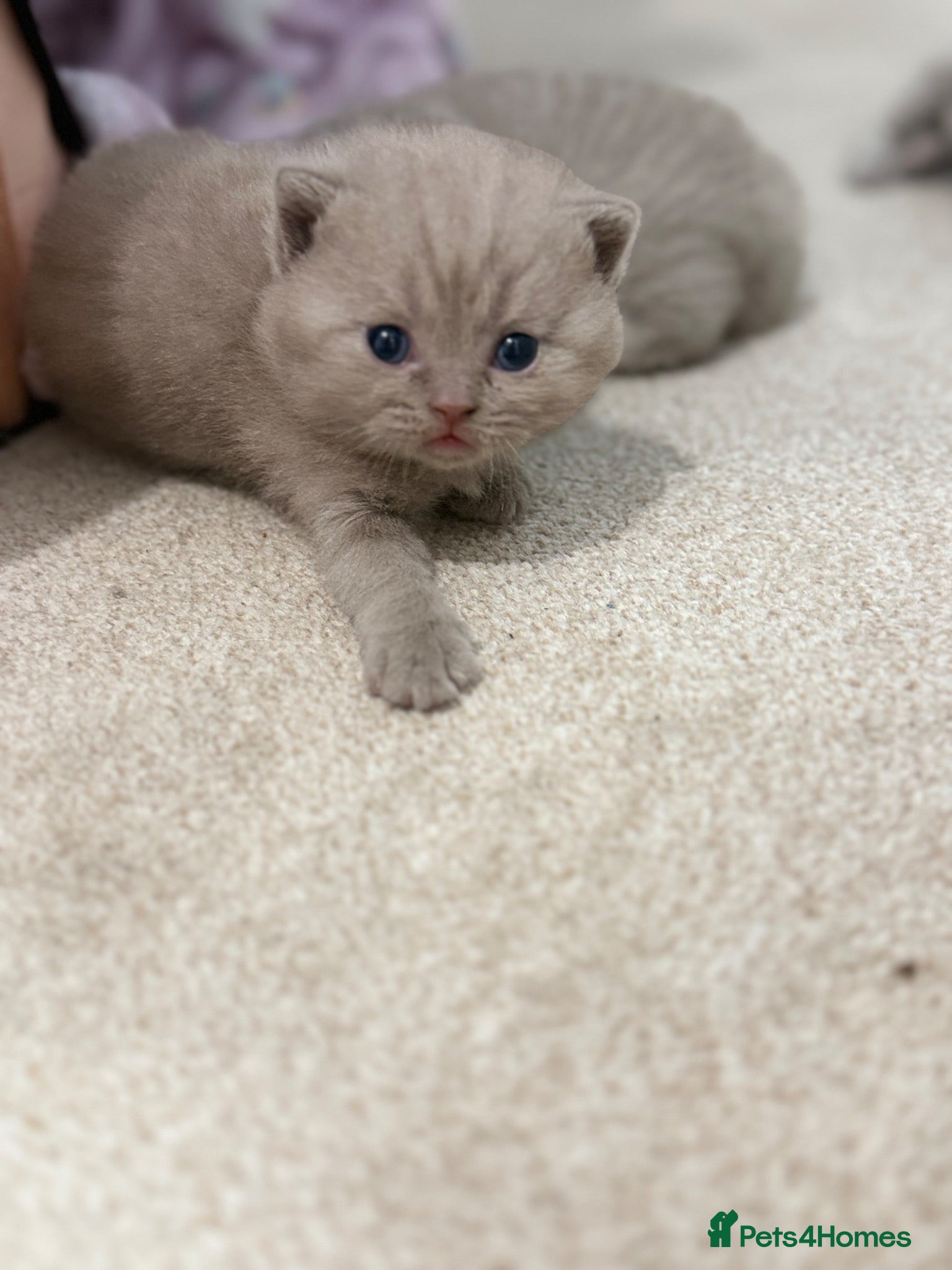 British Shorthair cats Beautiful British Shorthair Kittens Available 🐾🤍 - Advert 1