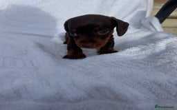 Dachshund dogs for sale: Dachshund Puppys miniature - Image 4