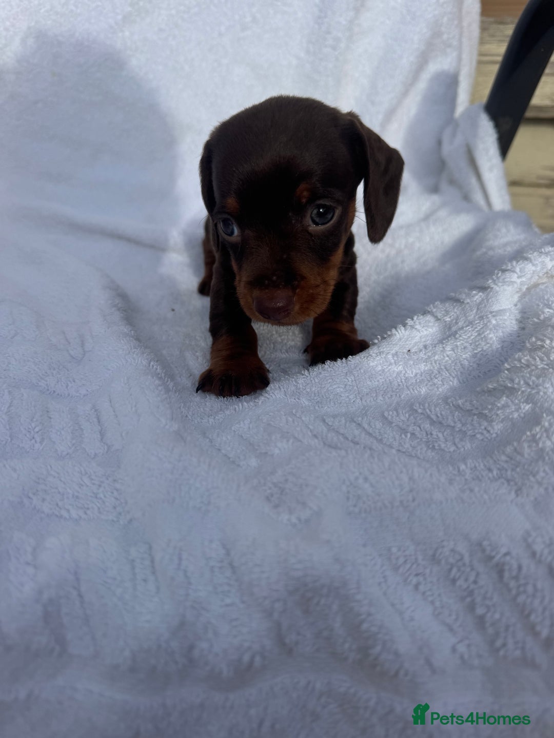 Dachshund dogs for sale: Dachshund Puppys miniature - Image 4