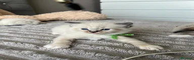 Ragdoll 2