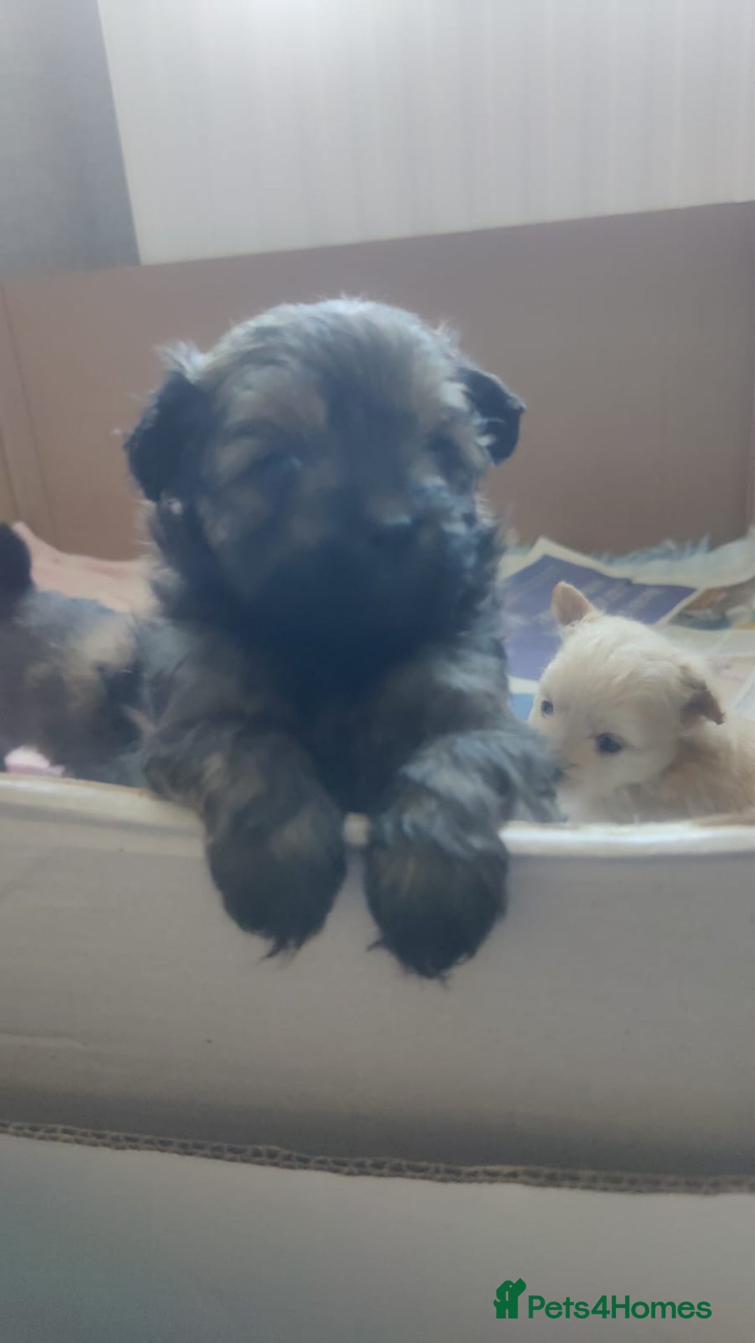 Pomapoo dogs for sale: Pomapoo male - Advert 8