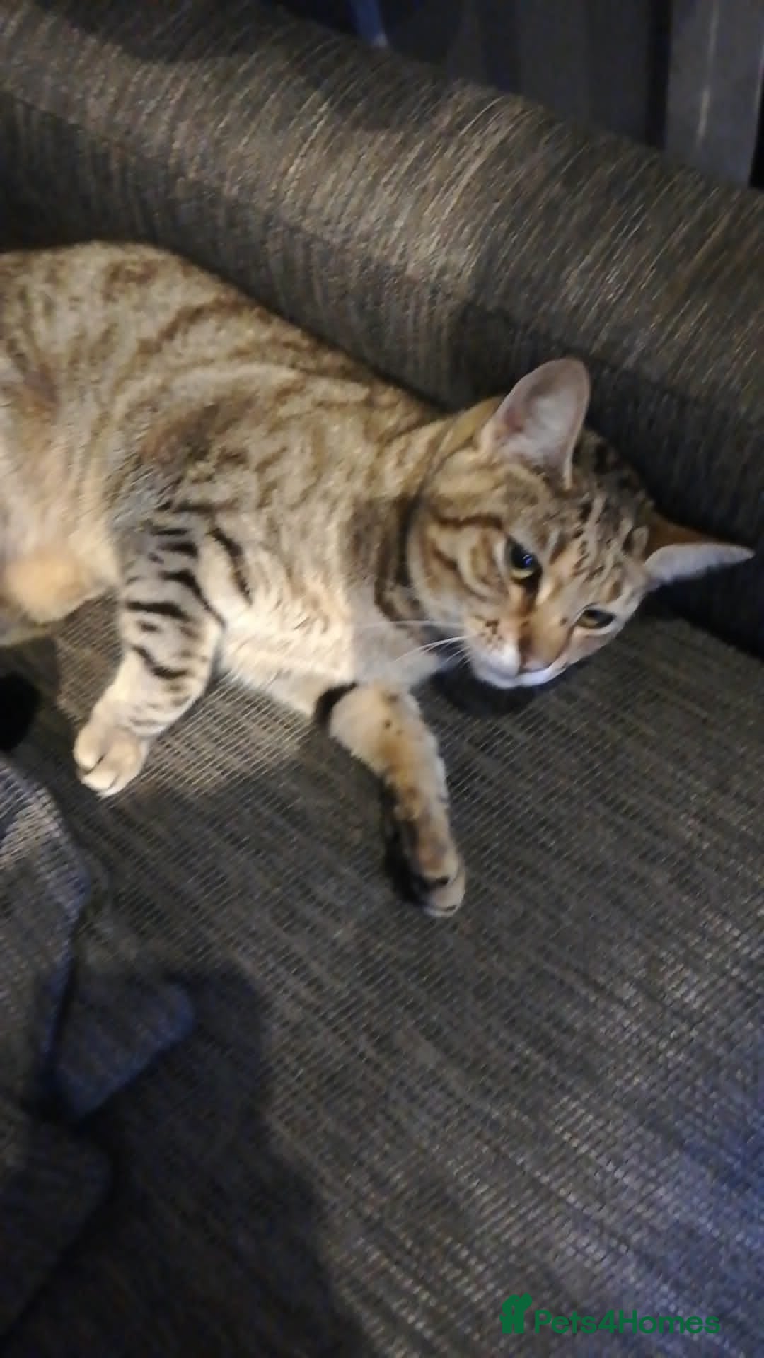 Bengal cats for sale: Two loving Bengal Mix Sisters - Image 7
