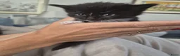 Mixed Breed cats for sale: Fluffy kittens  - Advert 6