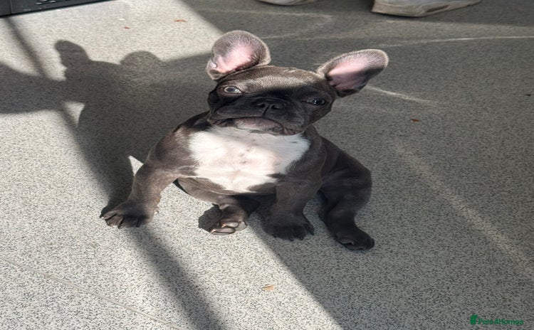 French Bulldog dogs - Advert 1