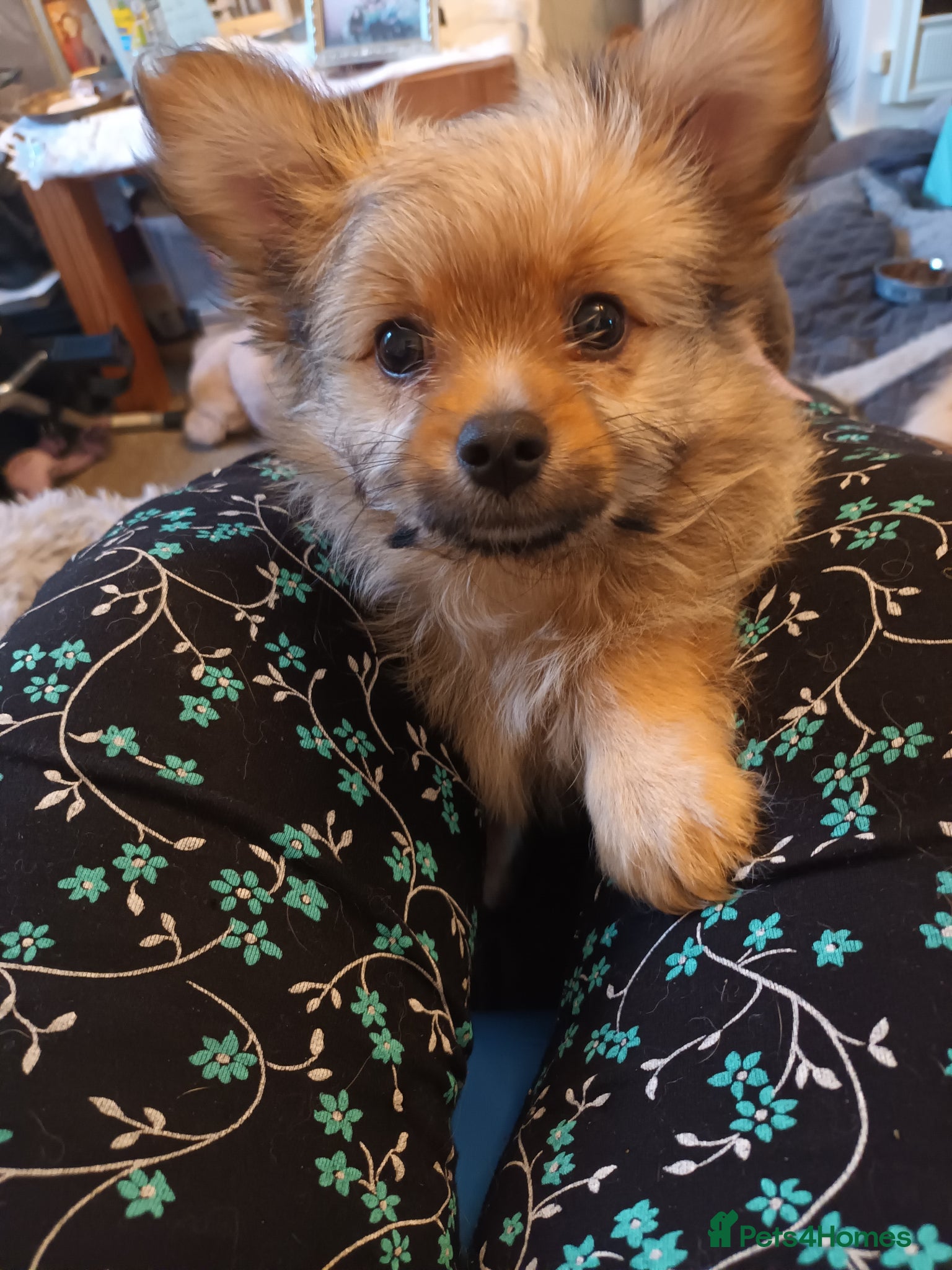 Mixed Breed dogs for sale: Adorable fluffy lasapom - Advert 8