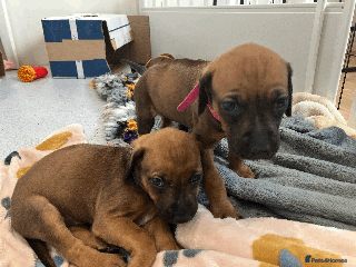 Rhodesian Ridgeback dogs *2 SNAZZY, INDEPENDENT GIRLS LEFT*READY END OF JAN - Advert 12