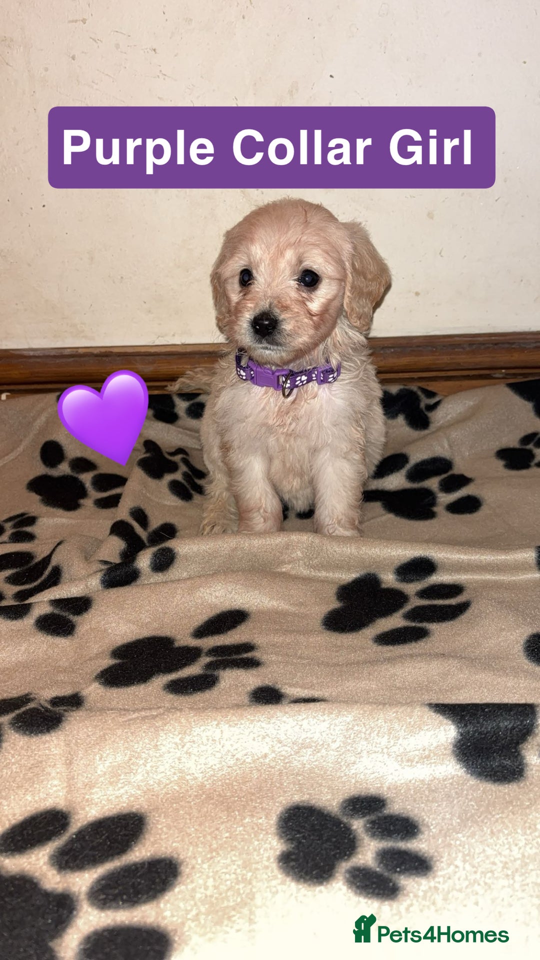 Mini Goldendoodle dogs for sale: 10 beautiful Miniature F1 GoldenDoodle puppies - Advert 5